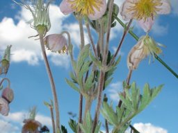 Clematis villosa subsp. stanleyi leaves